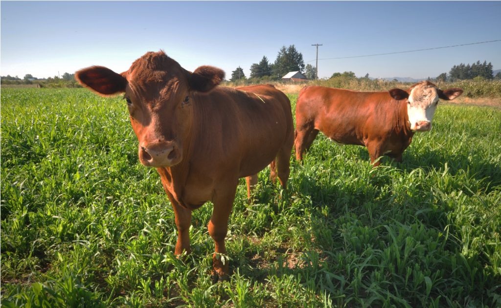 Corn-Bean-Livestock To build soil health, cattle graze cover crops on land not currently in vegetable production at Square Peg Farm, which is a certified organic produce farm located near Forest Grove, Oregon.