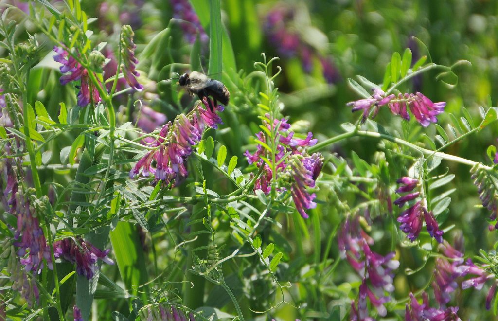 beeandvetch beeandvetch