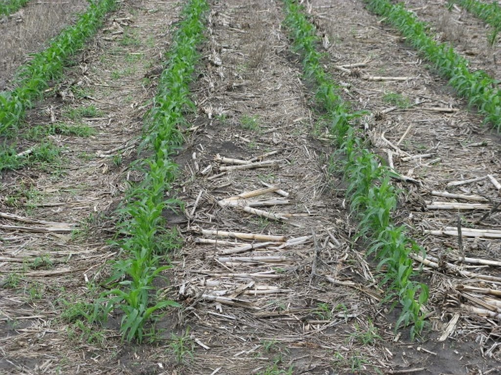strip till flickr commons strip till flickr commons