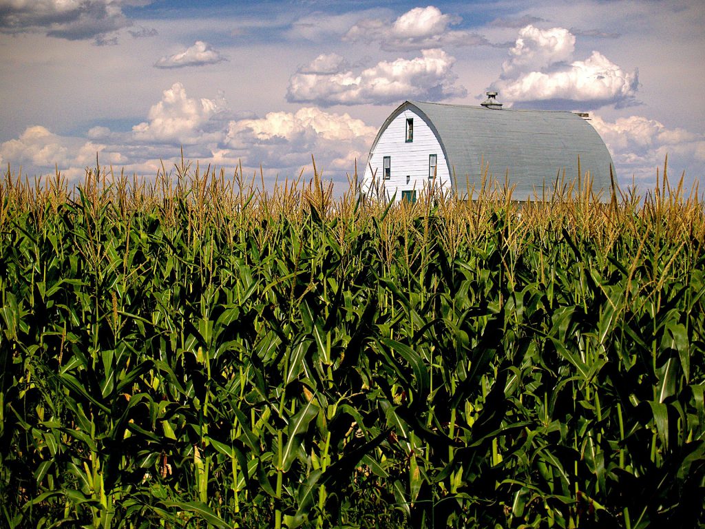 corn-640354_1920 corn-640354_1920