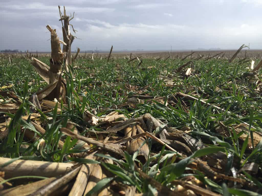 Cereal rye popping up in no till corn harvest Cereal rye popping up in no till corn harvest
