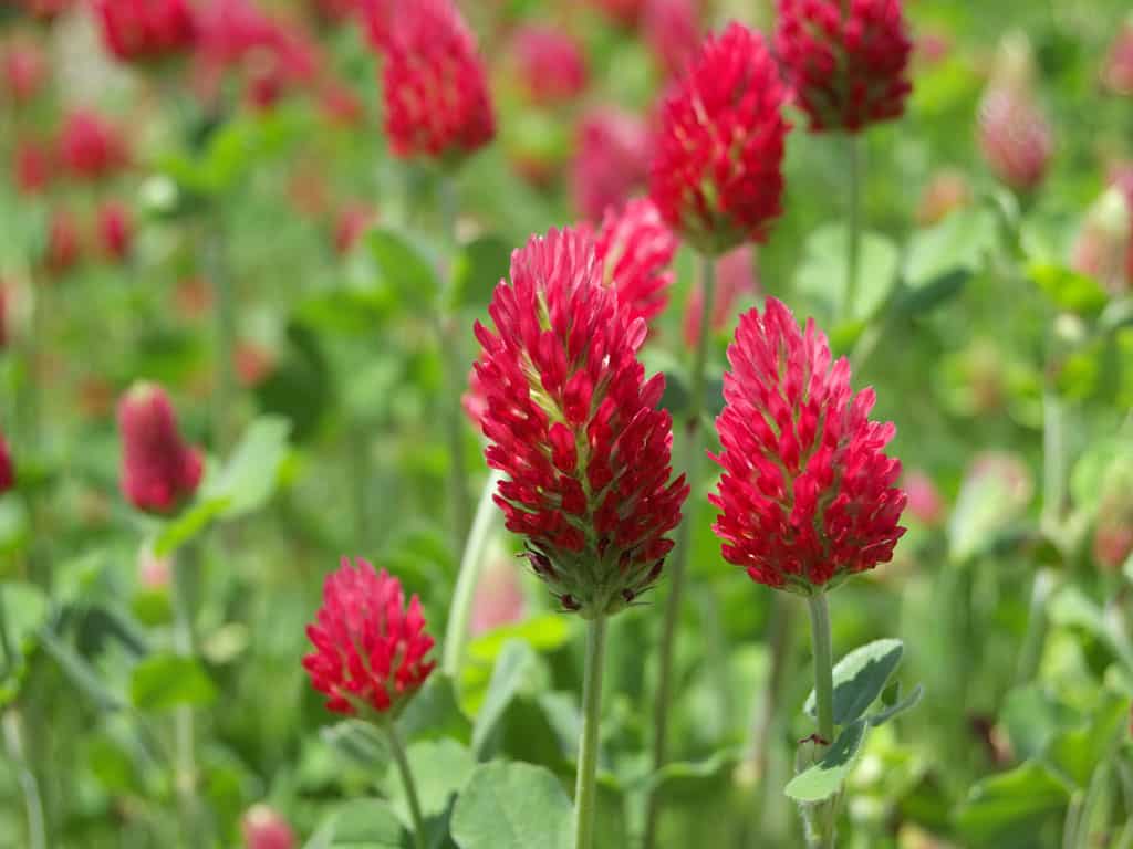crimson-clover NCSU crimson-clover NCSU