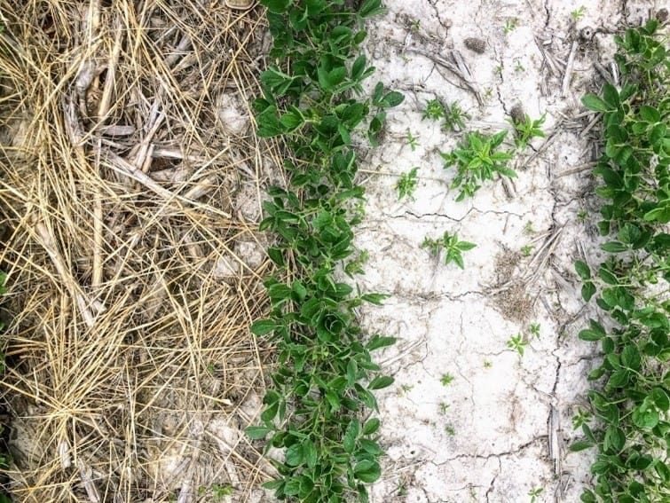 jim2cc Example of using cereal rye in beans for weed control: cover crop material left on the surface provides weed control between the row.