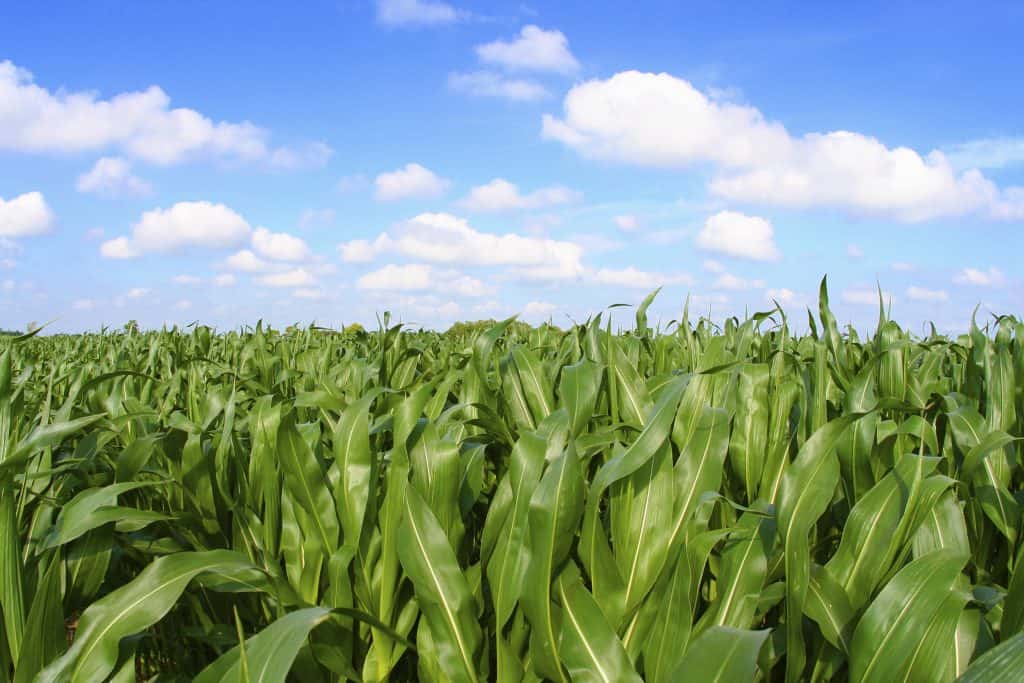cornfield_durbin overview cornfield_durbin overview