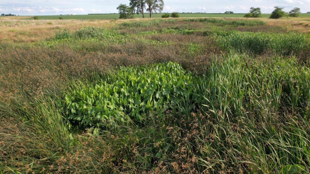 LivingstonCOunty Wetland #1 -EQIP Funded LivingstonCOunty Wetland #1 -EQIP Funded