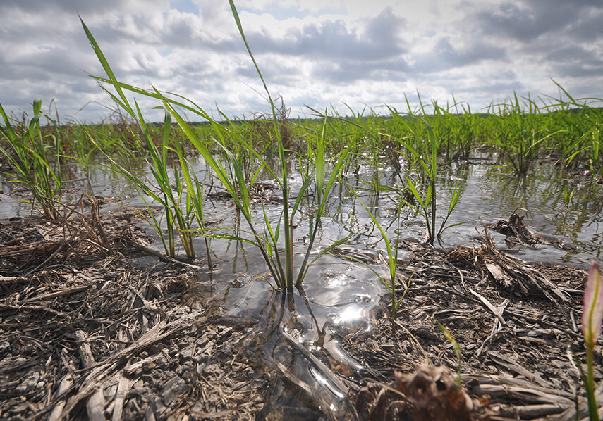Water begins to flood a field of rice plants which have emerged through the residue of cover crops on the Durand farm. Photo by Ron Nichols, USDA-NRCS.