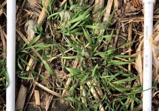 Counting plants per acre- This gives an indicator of how successful application, rate, and timing all played in the establishment of your cover crop. As well as determining if we are accomplishing our soil health goals! 
