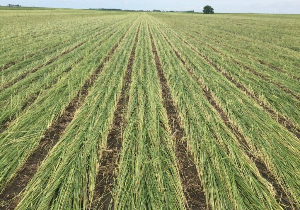 strip-tillage-1536x1152